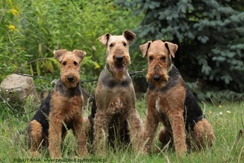 airedale-terrier247