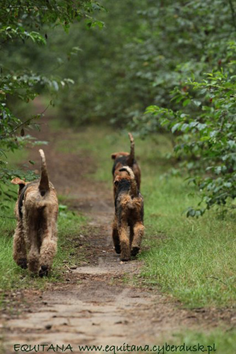 airedale-terrier249