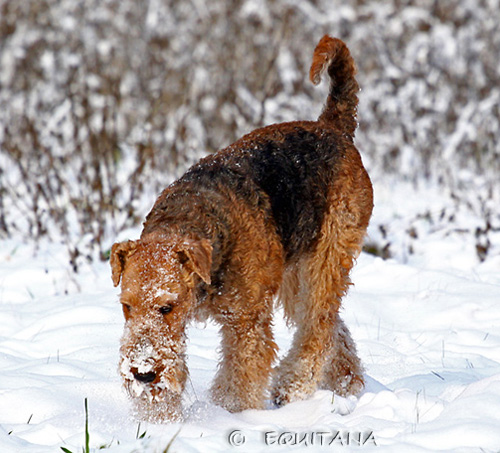 airedale-terrier26