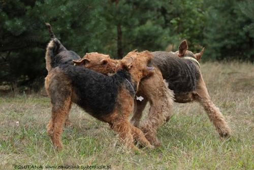 airedale-terrier250