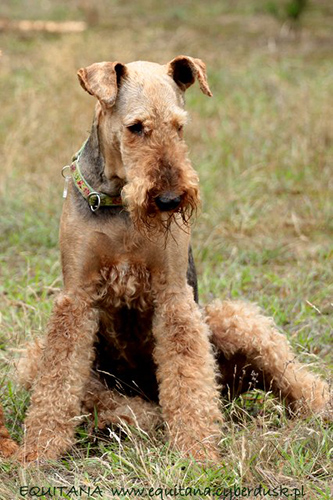 airedale-terrier251