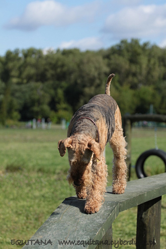 airedale-terrier263