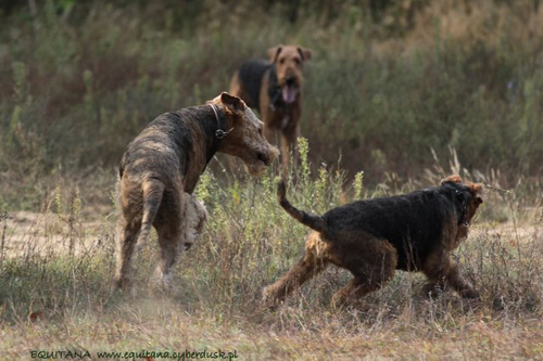 airedale-terrier244