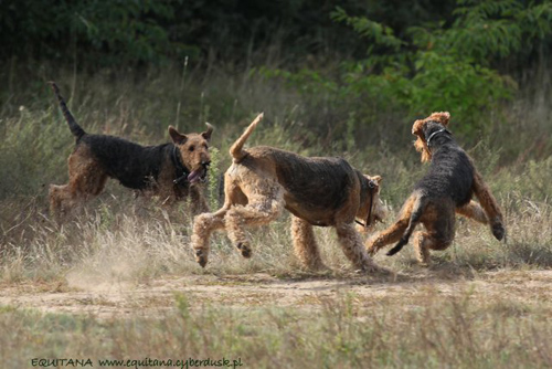 airedale-terrier245