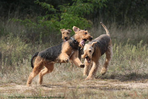 airedale-terrier246