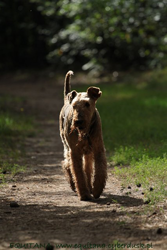 airedale-terrier247