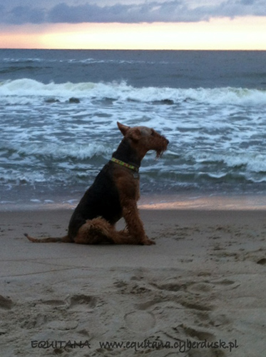 airedale-terrier248