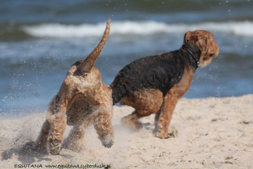 airedale-terrier249