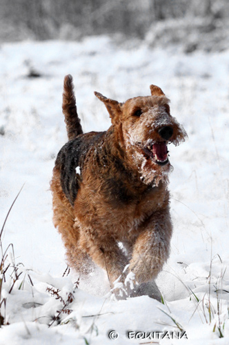 airedale-terrier27