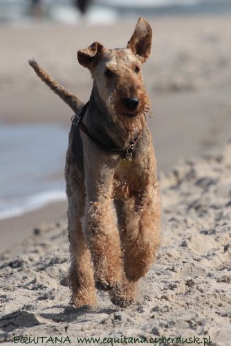 airedale-terrier250