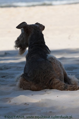 airedale-terrier243