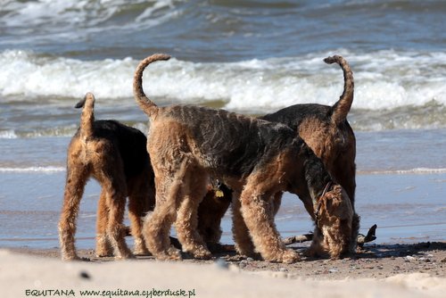 airedale-terrier244