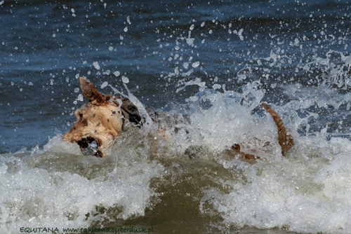 airedale-terrier245