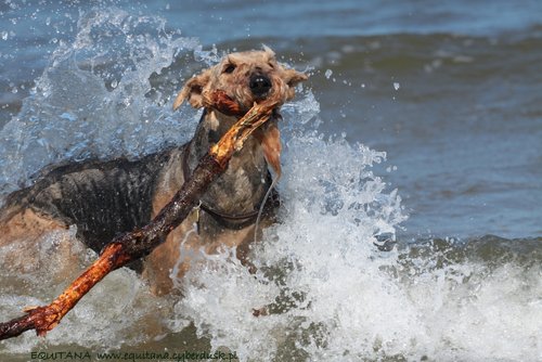 airedale-terrier246