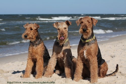 airedale-terrier249