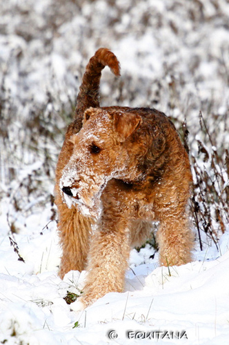 airedale-terrier28