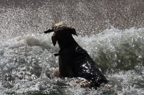 airedale-terrier250