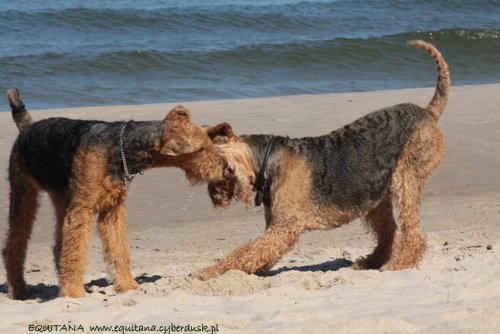 airedale-terrier251