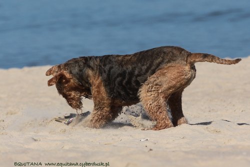 airedale-terrier252