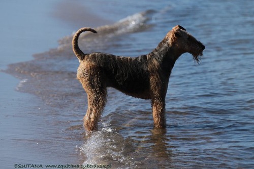 airedale-terrier243