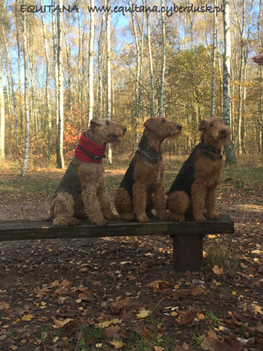 airedale-terrier245