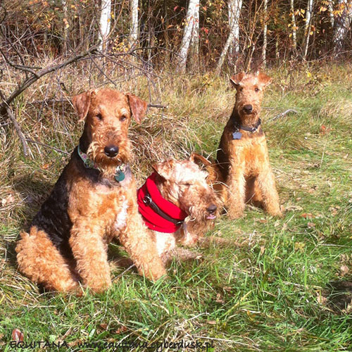 airedale-terrier246