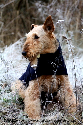 airedale-terrier287