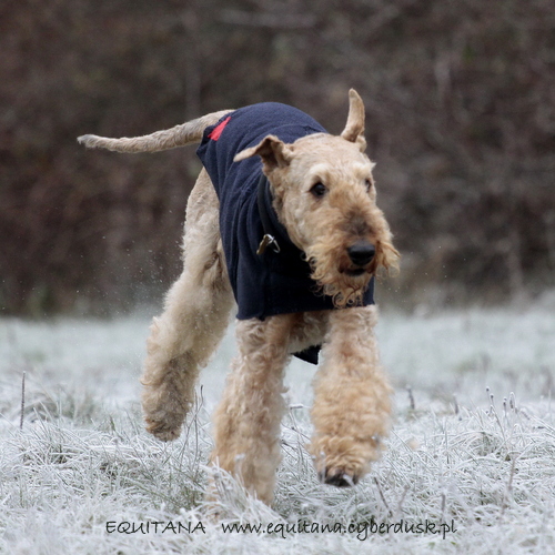 airedale-terrier288