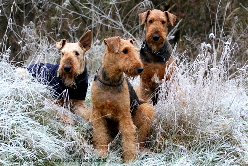 airedale-terrier289