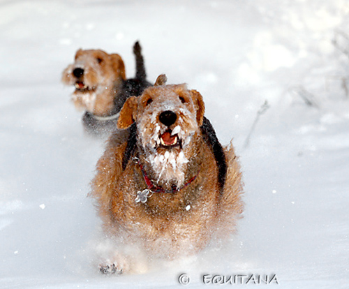 airedale-terrier29