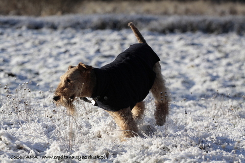 airedale-terrier291