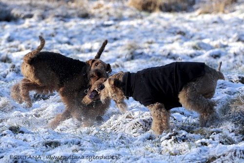 airedale-terrier293