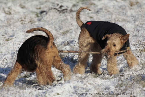 airedale-terrier294