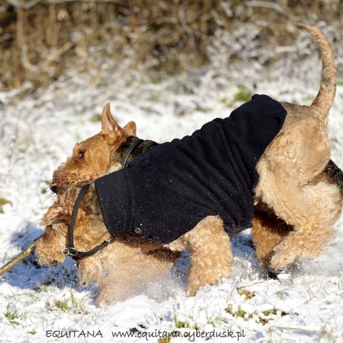 airedale-terrier295