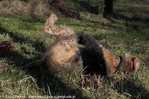 airedale-terrier297