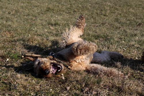 airedale-terrier298