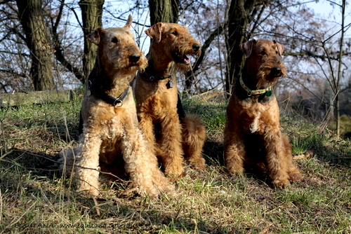 airedale-terrier2499