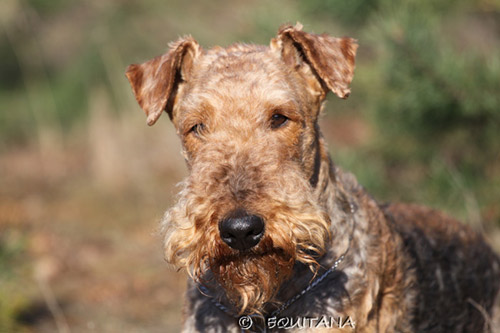 airedale-terrier3