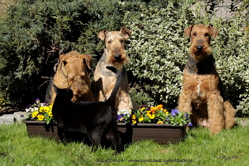 airedale-terrier300