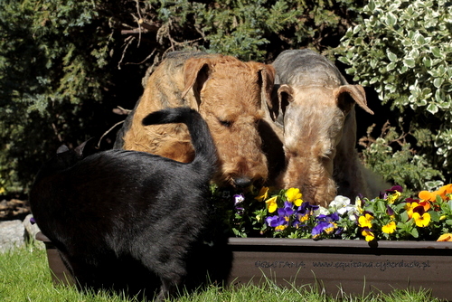 airedale-terrier301