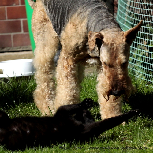 airedale-terrier302