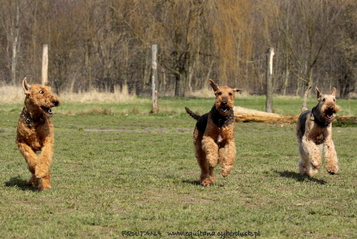 airedale-terrier303