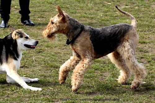 airedale-terrier305