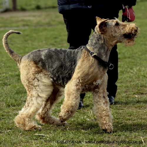 airedale-terrier306