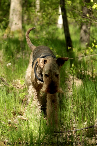 airedale-terrier307