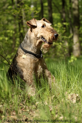 airedale-terrier308