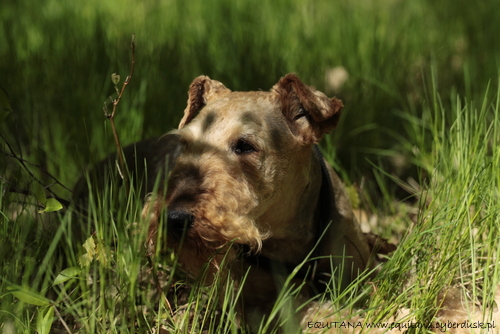 airedale-terrier309