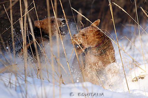 airedale-terrier31