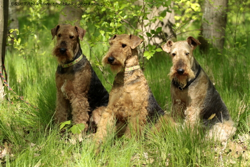 airedale-terrier310