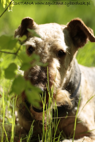 airedale-terrier311